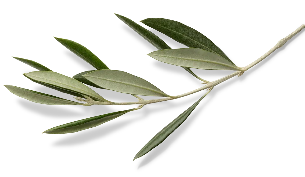 The Grotto Spa olive branch